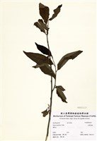 藏品(大葉溲疏)的圖片